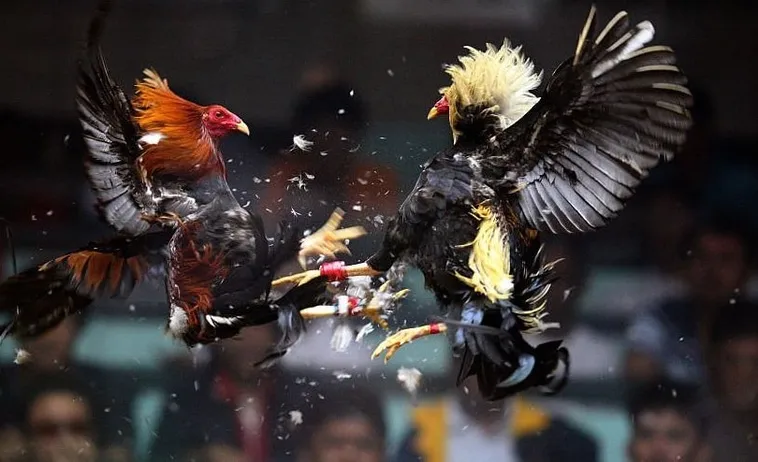 Bùng Nổ Cảm Xúc Cùng Cách Chơi Đá Gà Sabong Tại EU88 1 Bùng Nổ Cảm Xúc Cùng Cách Chơi Đá Gà Sabong Tại EU88